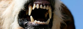 SB 125: Putting Teeth into Public Records and Open Meeting Laws