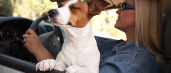 This Is For the Dogs, But It’s Really Not About the Dogs