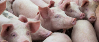 Why Should Taxpayers Forego More Important Financial Priorities to Fund Government Pork?
