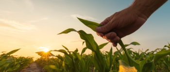 Entrepreneurs find success in heirloom grains