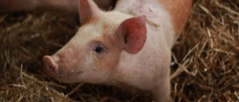 Keeping NC farmers competitive, agriculture during a pandemic, and quarantine snacks
